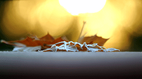 new-sun-ice-leaf-2